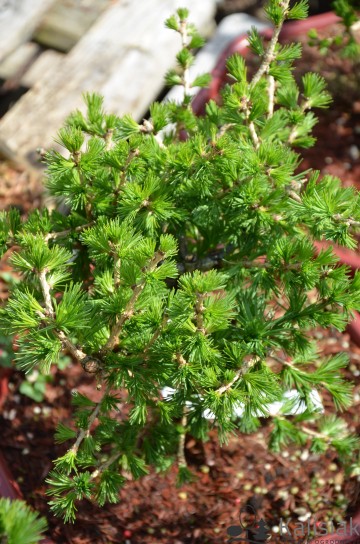 Larix decidua 'Globus' (Modrzew europejski)  - C5 bonsai