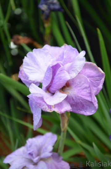 Iris sibirica 'Imperial Opal' (Kosaciec syberyjski)  - C2