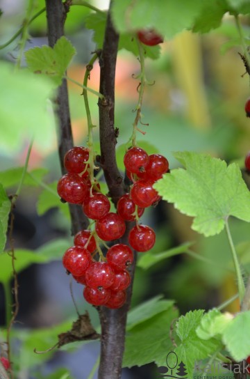 Ribes rubrum 'Jonkheer van Tets' (Porzeczka czerwona)  - C3