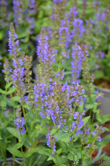 Salvia nemorosa 'Salute Deep Blue' (Szałwia omszona)  - C2