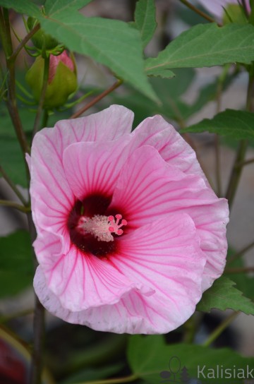 Hibiscus Summerific 'Candy Crush' (Hibiskus bagienny)  - C5