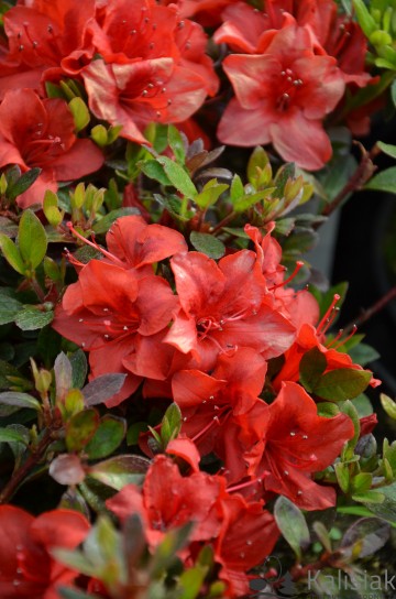 Rhododendron japanese azalea 'Muneira' (Azalia japońska)  - C2