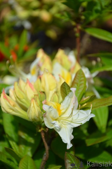 Rhododendron 'Oxydol' (Azalia wielkokwiatowa)  - C3