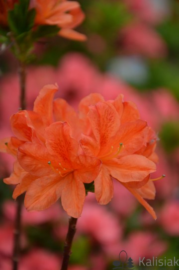 Rhododendron 'Speak’s Orange' (Azalia wielkokwiatowa)  - C3