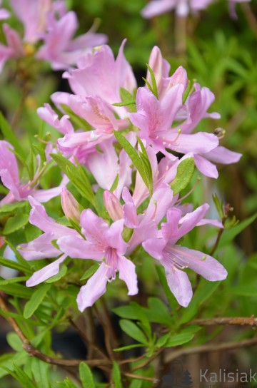 Rhododendron 'Western Lights' (Azalia wielkokwiatowa)  - C4