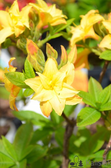 Rhododendron 'Yellow Pom Pom' (Azalia wielkokwiatowa)  - C3