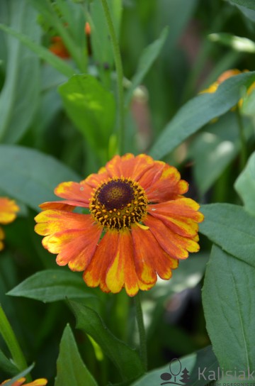 Helenium 'Waltraut' (Dzielżan ogrodowy)  - C2