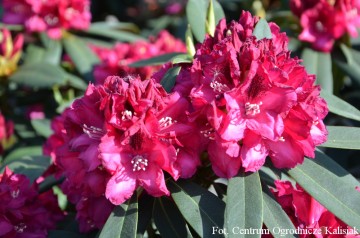 Rhododendron 'Mieszko I' (Różanecznik)  - C5