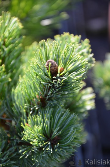 Pinus strobus 'Shizukagoten' (Sosna drobnokwiatowa)  - C5