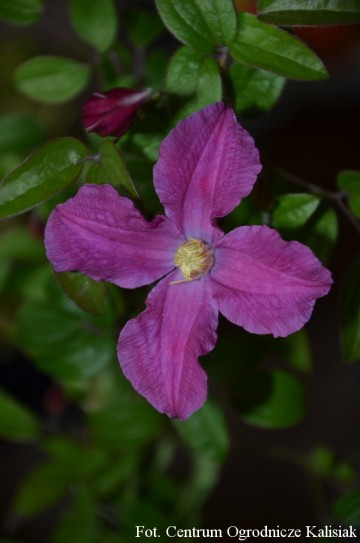 Clematis INSPIRATION 'Zoin'