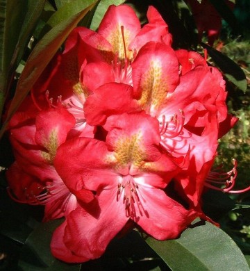 Rhododendron 'Junifeuer' (Różanecznik)  - C4