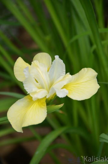 Iris sibirica 'Moon Silk' (Kosaciec syberyjski)  - C5