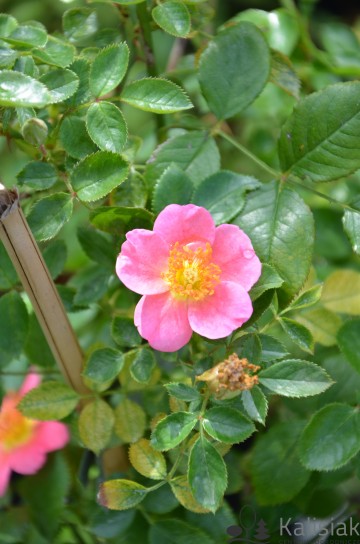 Rosa 'Topolina' (Róża)  - C3