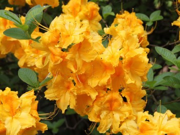 Rhododendron 'Goldpracht' (Azalia wielkokwiatowa)  - C3