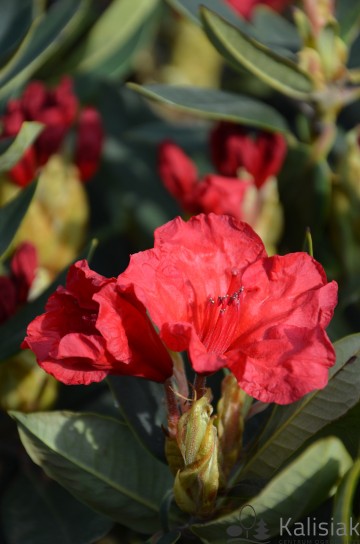 Rhododendron 'Vulcan' (Różanecznik)  - C4