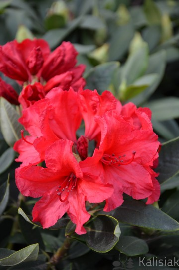Rhododendron 'Vulcan' (Różanecznik)  - C4