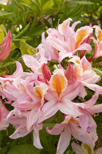 Rhododendron 'Irene Koster' (Azalia wielkokwiatowa)  - C3