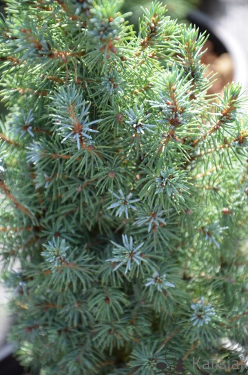 Picea glauca 'Sander's Blue' (Świerk biały)  - C3