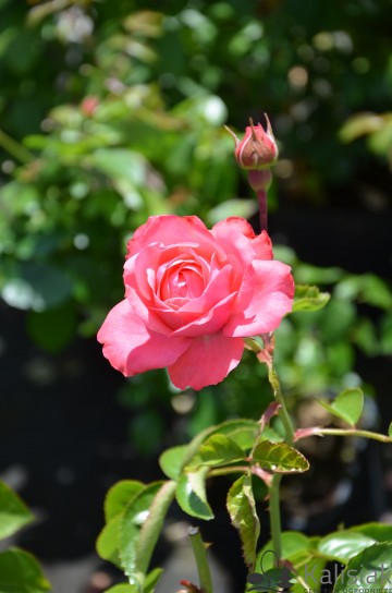 Rosa 'Rosanna' (Róża pnąca)  - C5