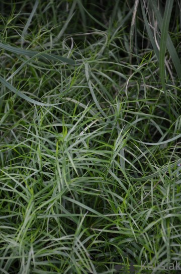 Carex muskingumensis 'Little Midge' (Turzyca palmowa)  - C1,5