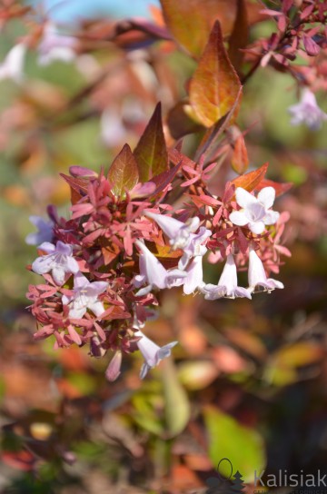 Abelia x grandiflora 'Francis Mason' (Abelia)  - C2