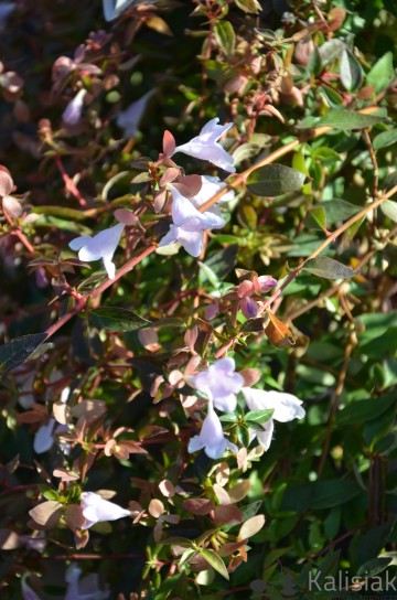 Abelia x grandiflora PINKY BELLS 'Lynn' (Abelia wielkokwiatowa)  - C5