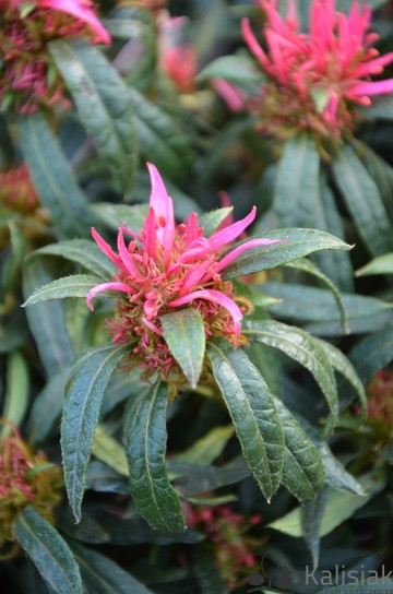 Rhododendron japanese azalea 'Starstyle Pink' (Azalia japońska)  - C3