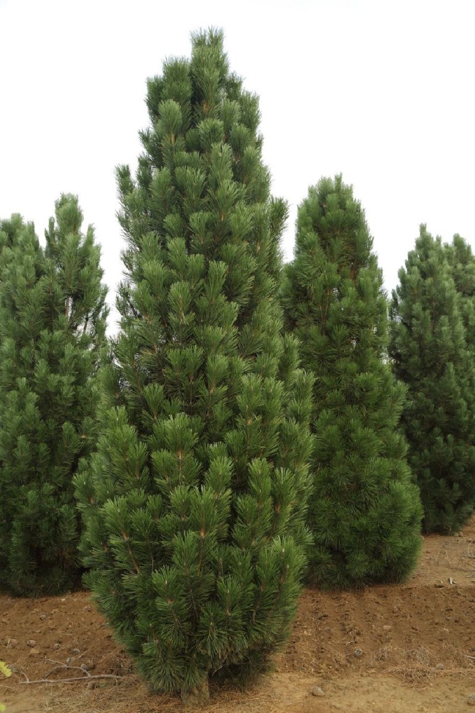 Pinus nigra pyramidalis