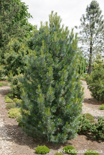 Pinus cembra 'Glauca Compacta' (Sosna limba)  - C2