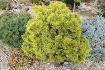 Pinus mugo 'Zundert' (Sosna kosodrzewina)  - C5