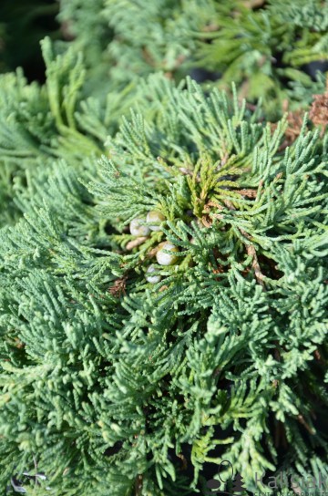 Juniperus horizontalis 'Wiltonii' (Jałowiec płożący)  - P14