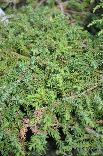 Juniperus communis 'Green Carpet' (Jałowiec pospolity)  - C3