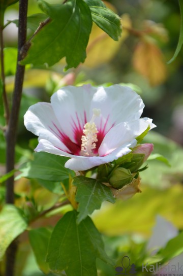 Hibiscus syriacus 'Manuela' (Ketmia syryjska)  - C3