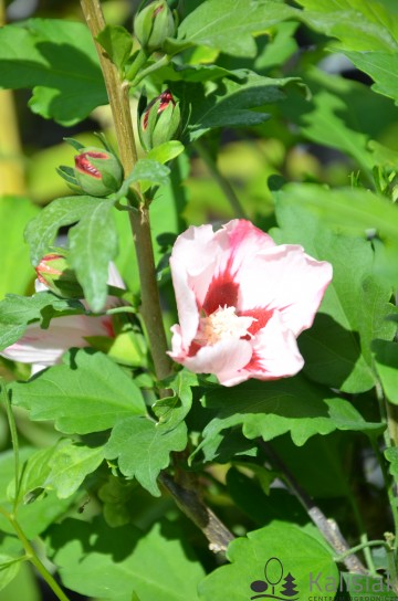 Hibiscus syriacus 'Totus Albus' (Ketmia syryjska)  - C5