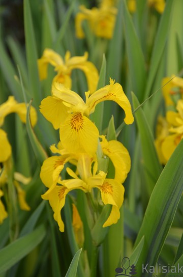 Iris pseudoacorus 'Variegata' (Kosaciec żółty)  - C5