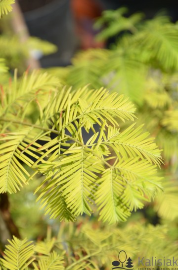 Metasequoia glyptostroboides 'Golden Guusje' (Metasekwoja chińska)  - C5