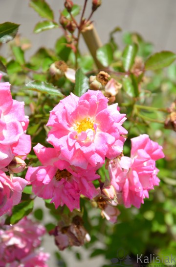 Rosa 'Flirt 2011' (Róża miniaturowa)  - C3