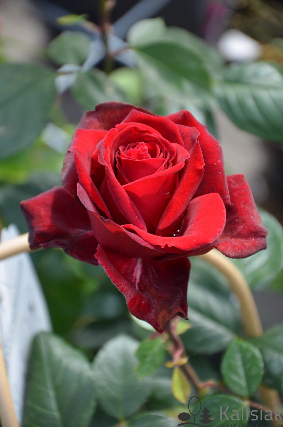 Rosa Admiral Róża Nostalgiczna 
