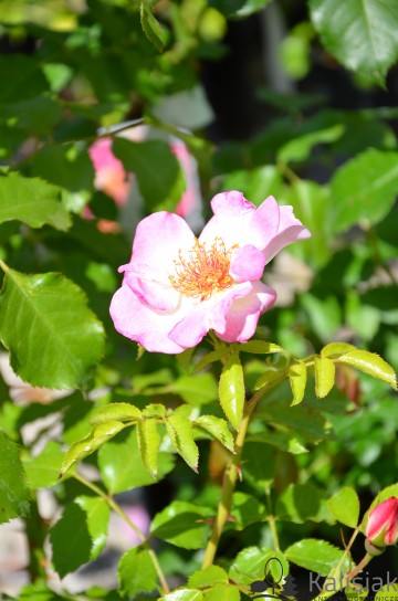 Rosa 'Dolomiti' (Róża okrywowa)  - C3