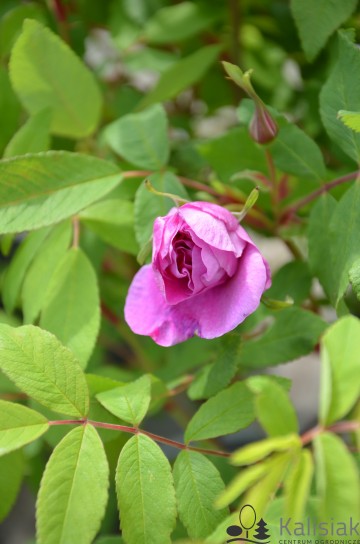 Rosa 'Therese Bugnet' (Róża)  - C3