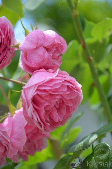Rosa 'Pomponella' (Róża rabatowa)  - C5