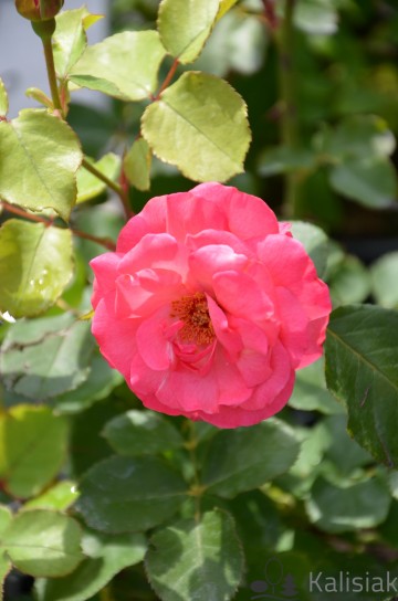 Rosa 'Tom Tom' (Róża rabatowa)  - C5