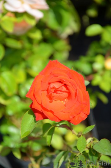 Rosa 'Lidka' (Róża wielkokwiatowa)  - C5