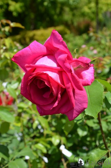 Rosa 'Parole' (Róża)  - C5