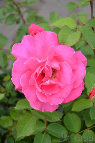 Rosa 'Pink Peace' (Róża wielkokwiatowa)  - C5