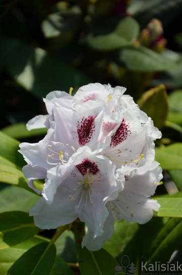 Rhododendron 'Calsap' (Różanecznik)  - C4