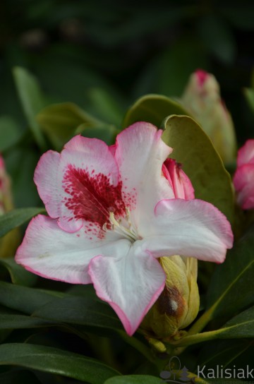 Rhododendron 'Hachmann's Charmant' (Różanecznik)  - C4
