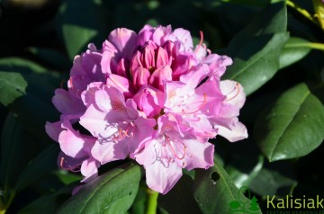 Rhododendron 'Roseum Elegans' (Różanecznik)  - C4