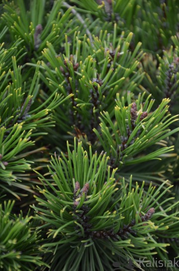Pinus mugo 'Carsten's Wintergold' (Sosna kosodrzewina)  - C2