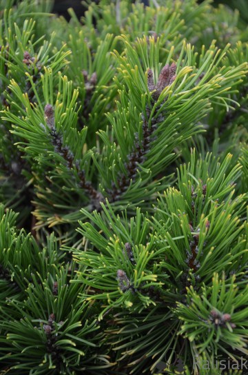 Pinus mugo 'Carsten's Wintergold' (Sosna kosodrzewina)  - C5